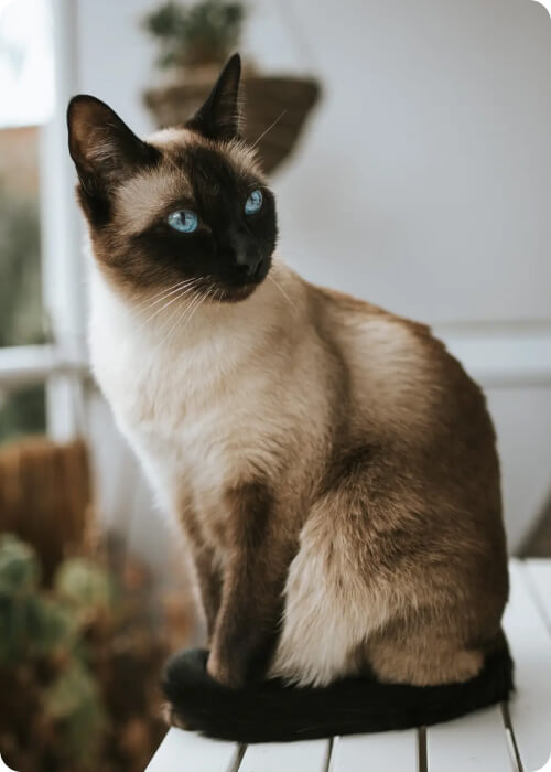 siamese cat in malaysia