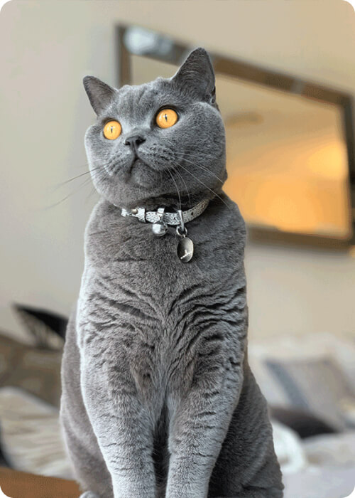 british shorthair in malaysia