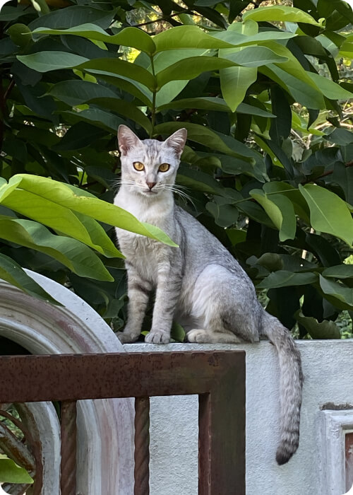 cat in malaysia