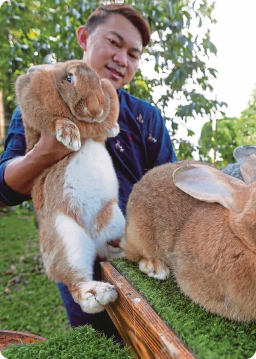 what do rabbits eat