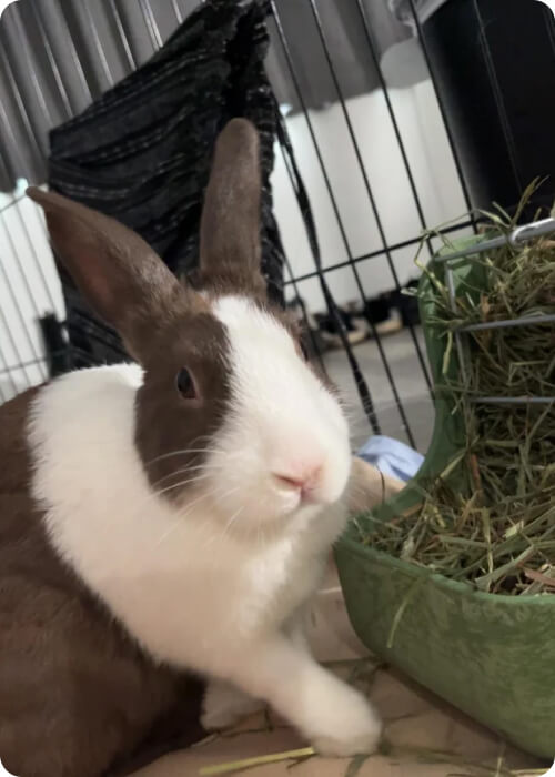 what do rabbits eat