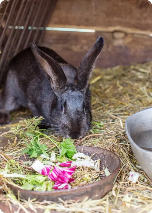 what do rabbits eat