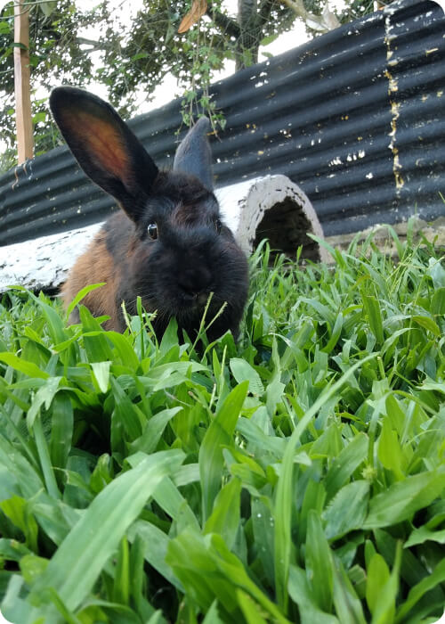 what do rabbits eat