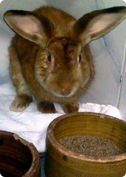 what do rabbits eat