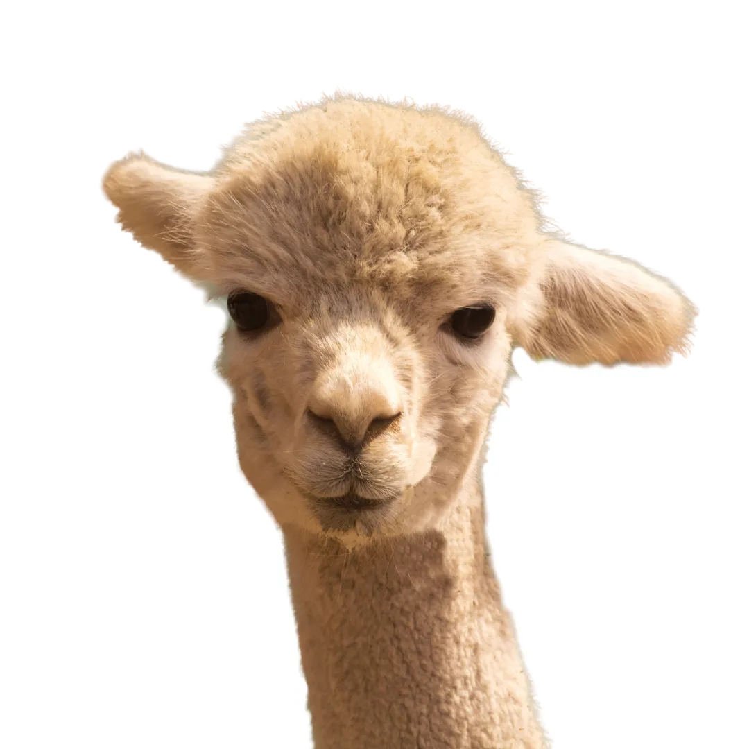 alpaca bloating