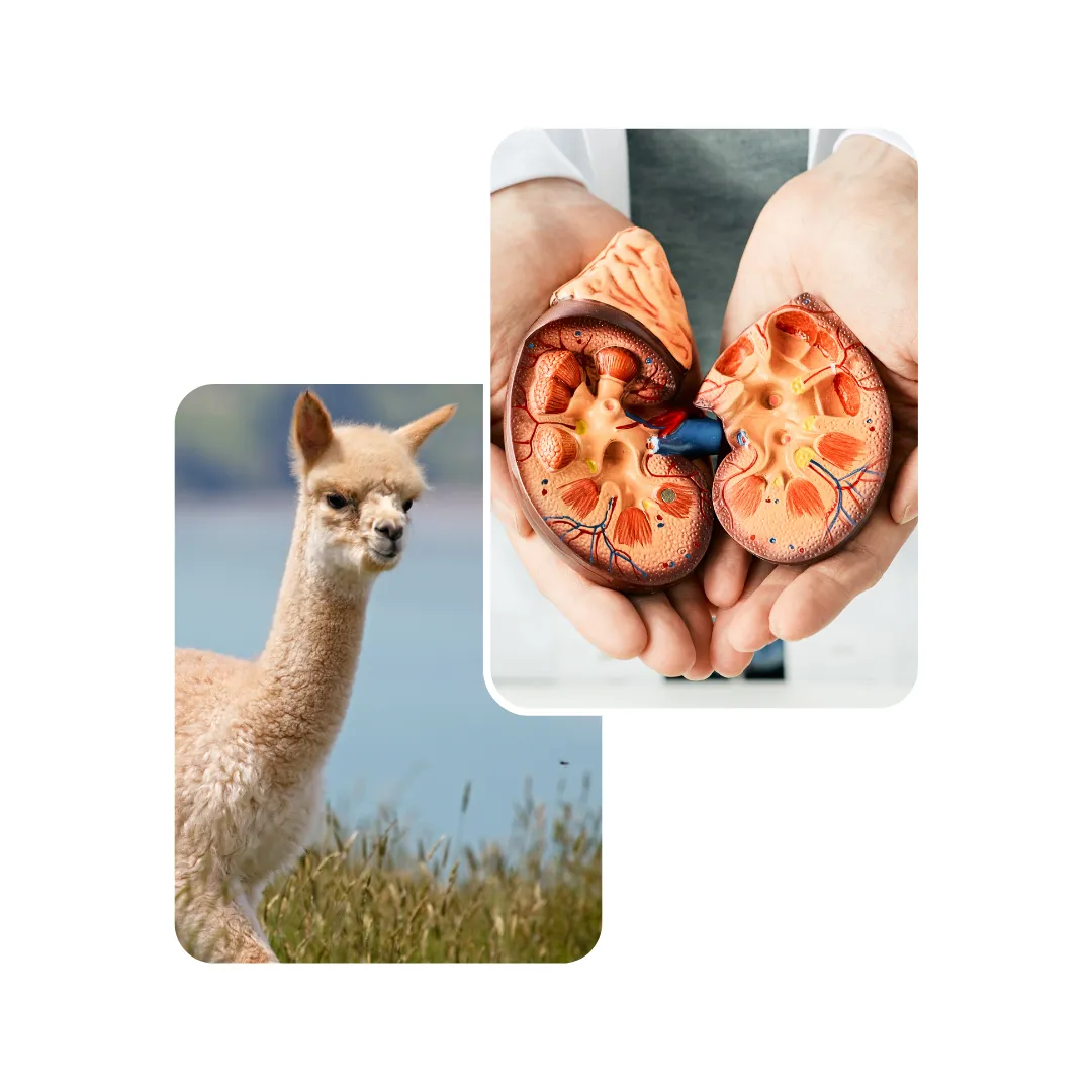 alpaca kidney stone