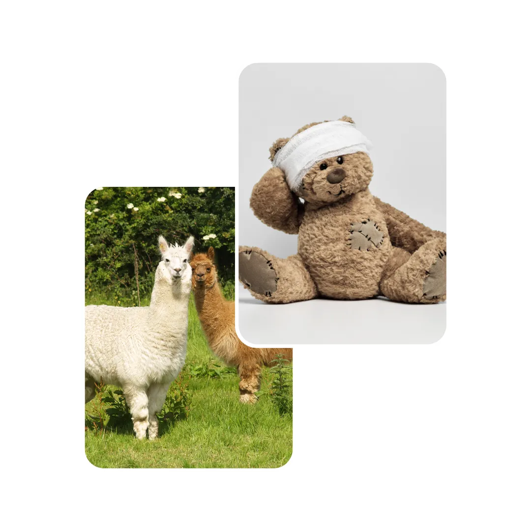 alpaca trauma preventive