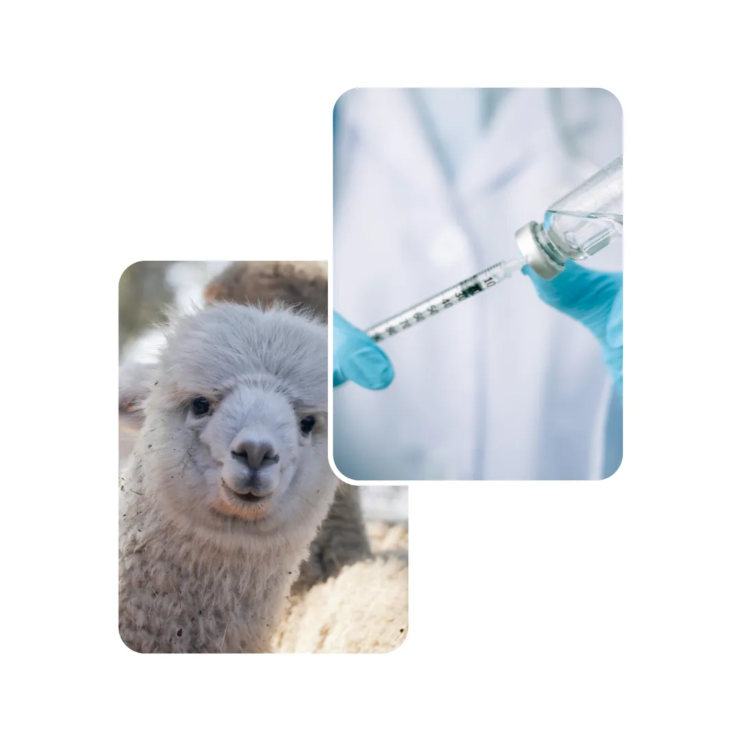 alpaca vaccination