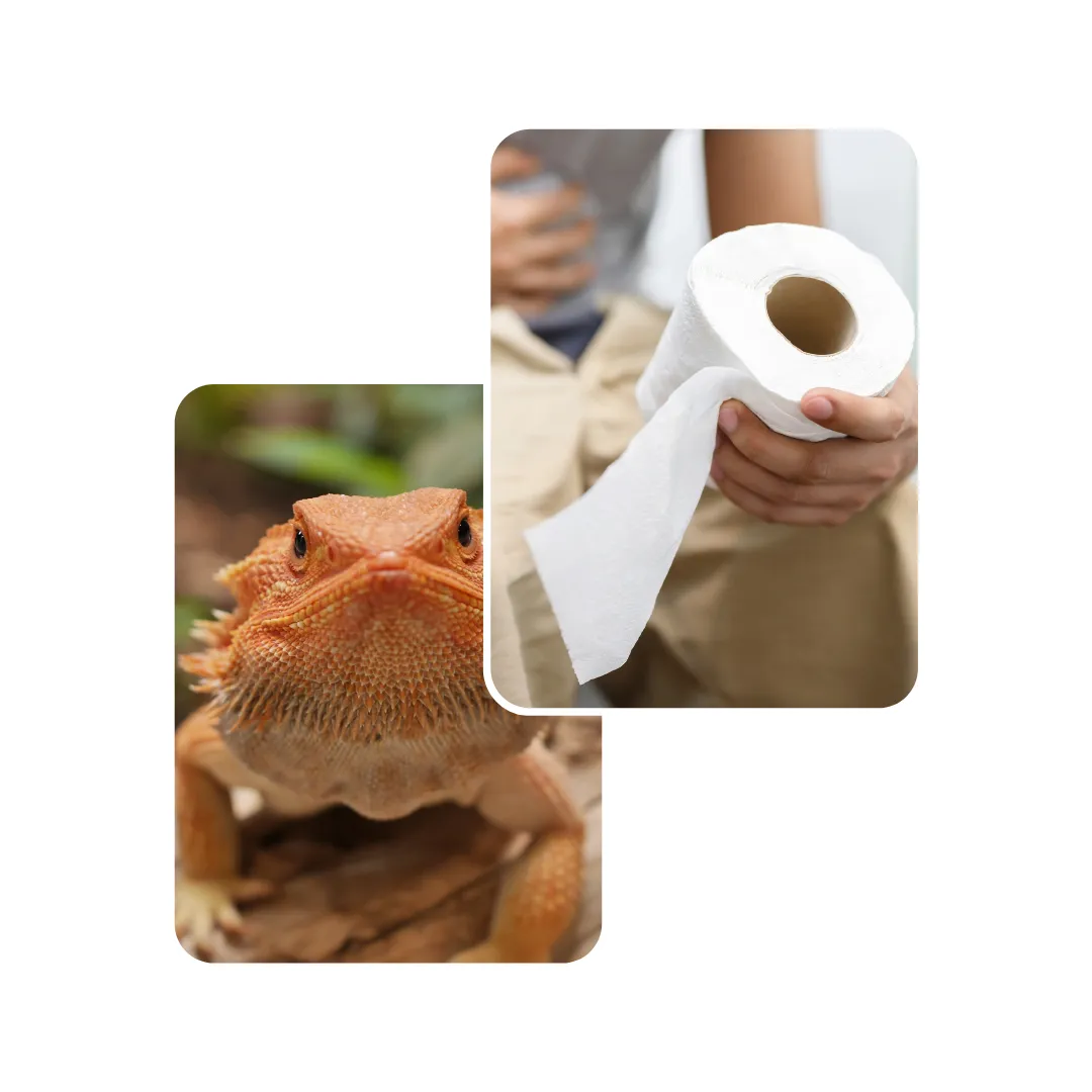 bearded dragon diarrhea
