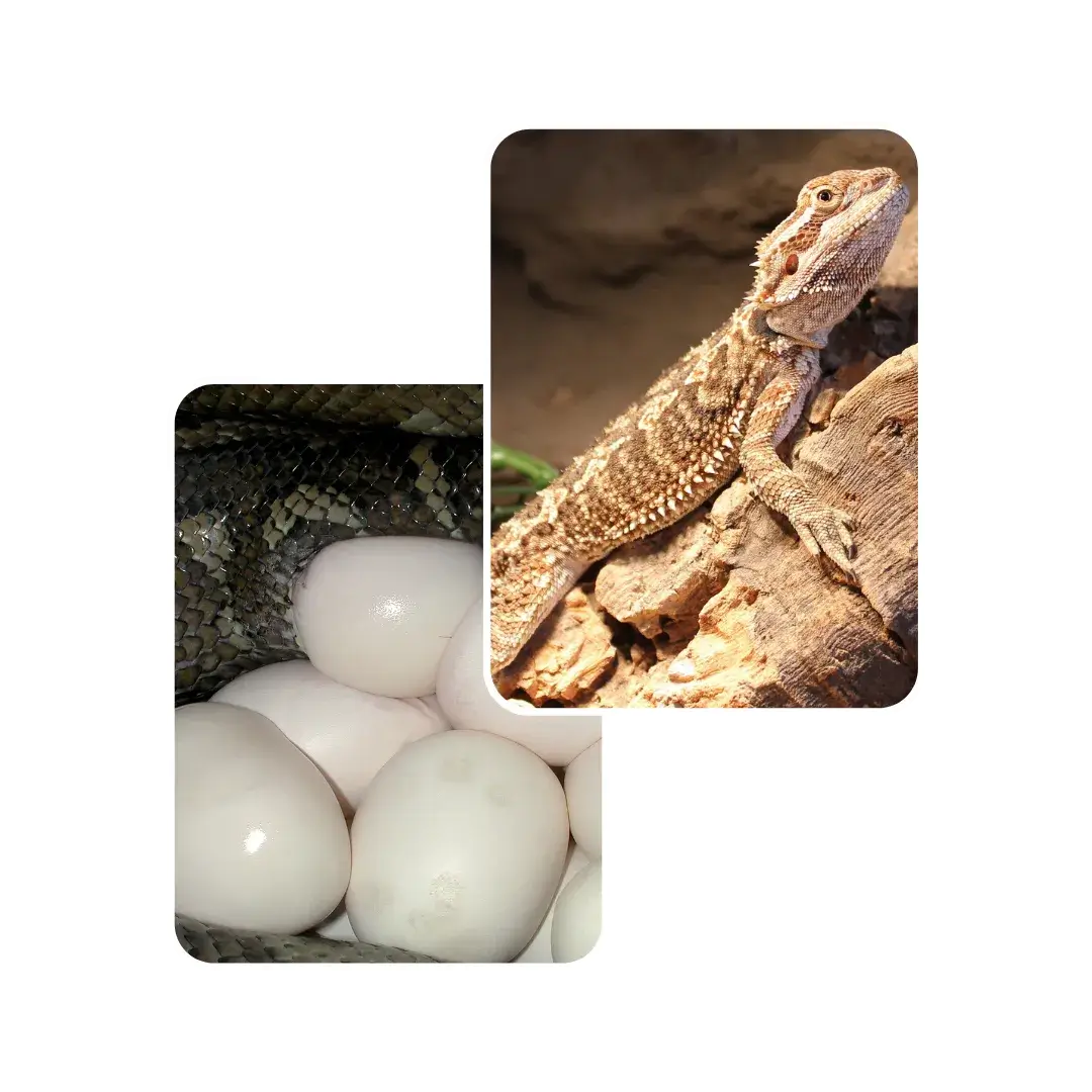 bearded dragon egg binding