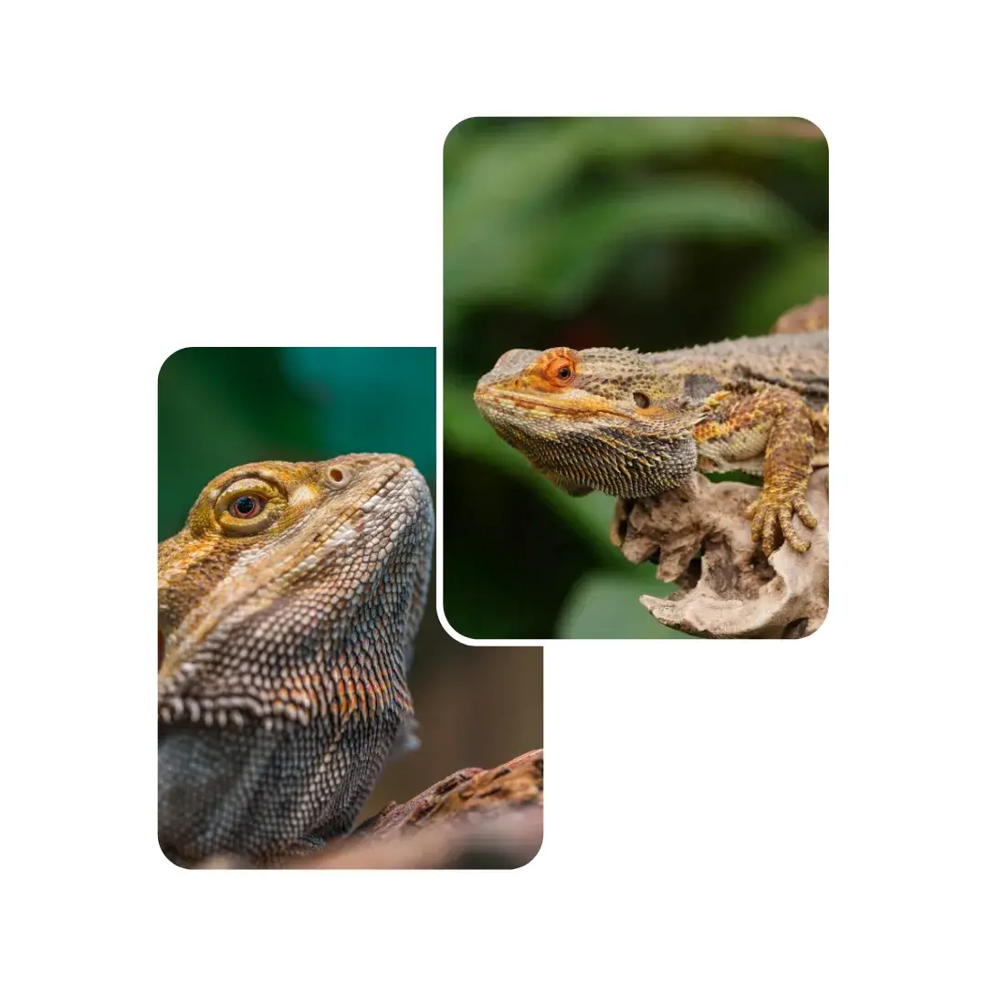 bearded dragon injury