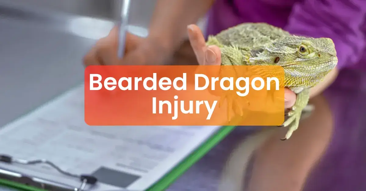 Bearded Dragon Injury | Emergency First Aid & Recovery Care
