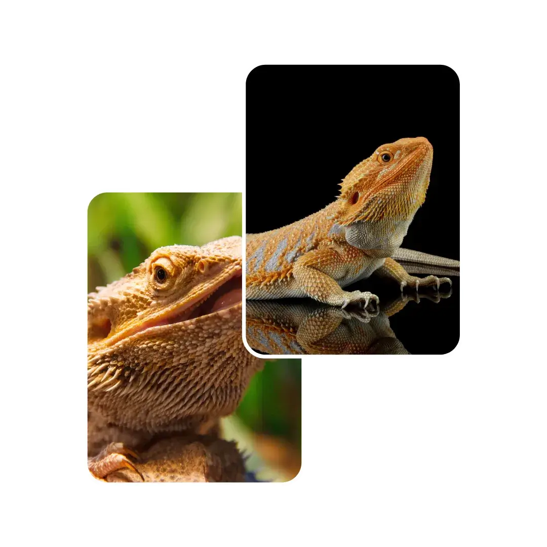 bearded dragon respiratory