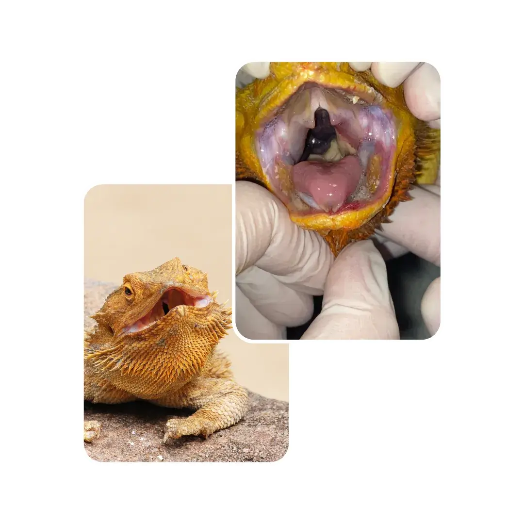 bearded dragon stomatitis