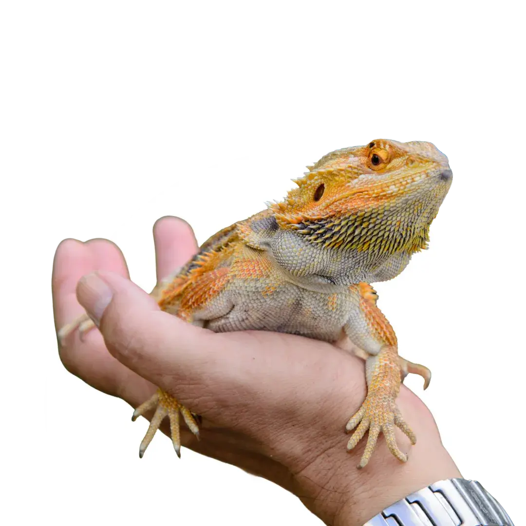 bearded dragon stomatitis
