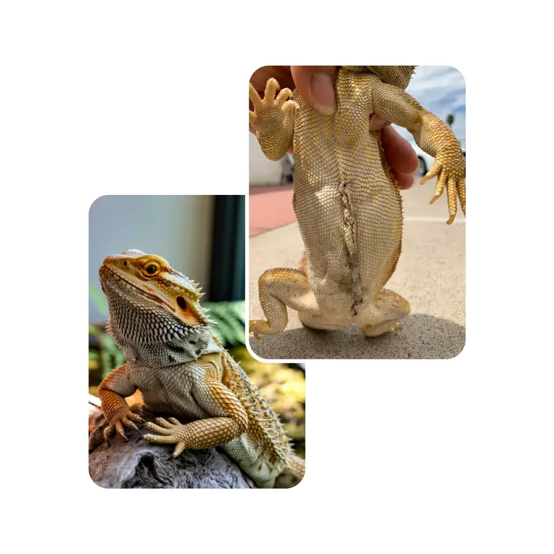 bearded dragon tumor