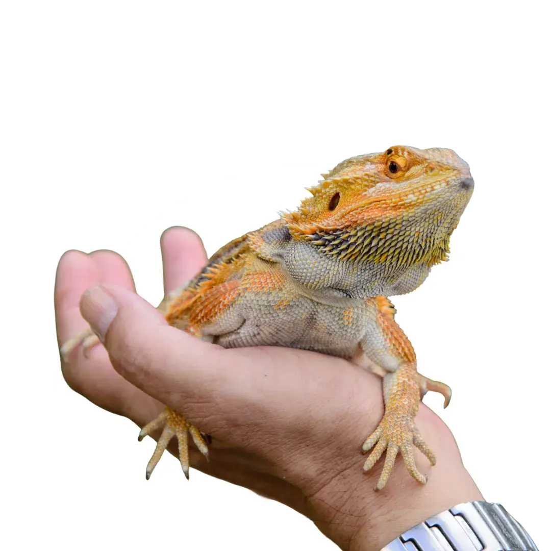 bearded dragon tumor