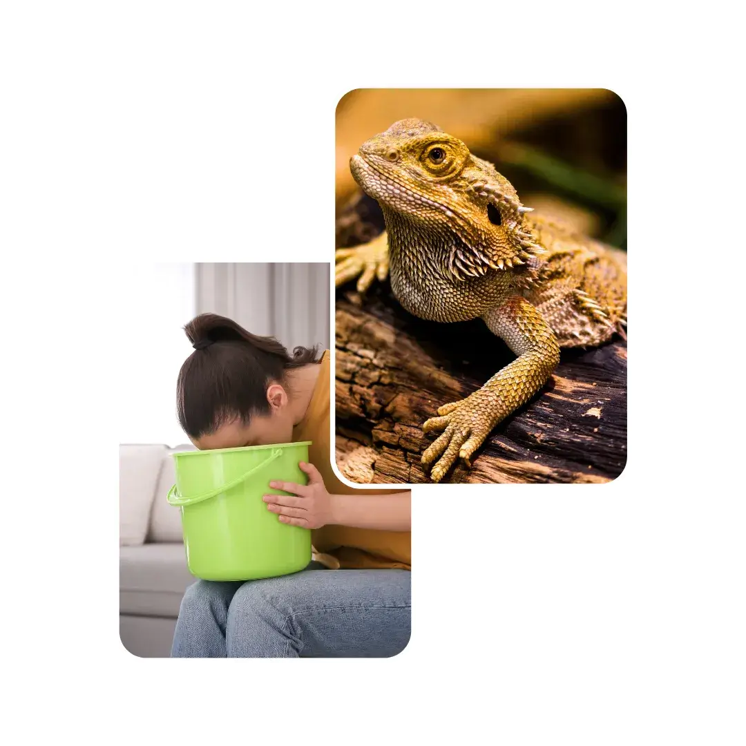 bearded dragon vomiting