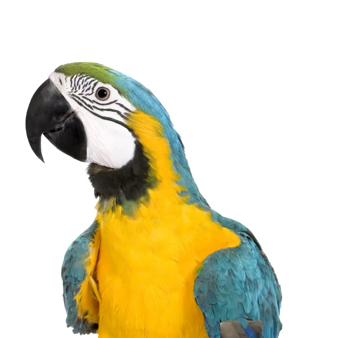 bird feather plucking