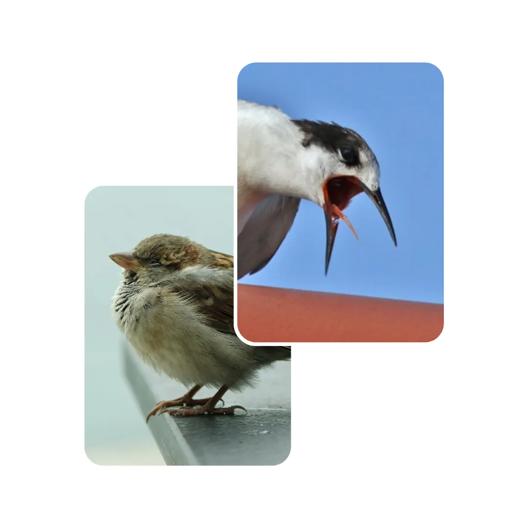 bird vomiting