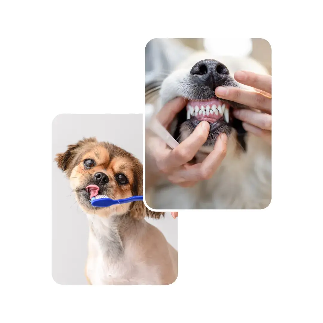 dog dental scaling