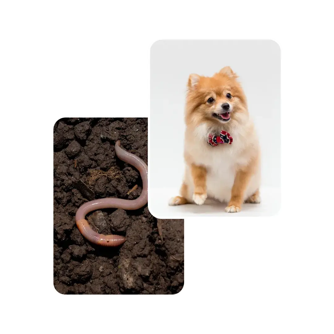 dog deworm