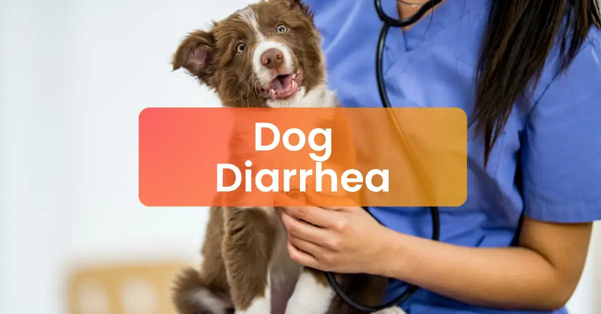Dog Diarrhea | Causes, Symptoms and Quick Relief Steps
