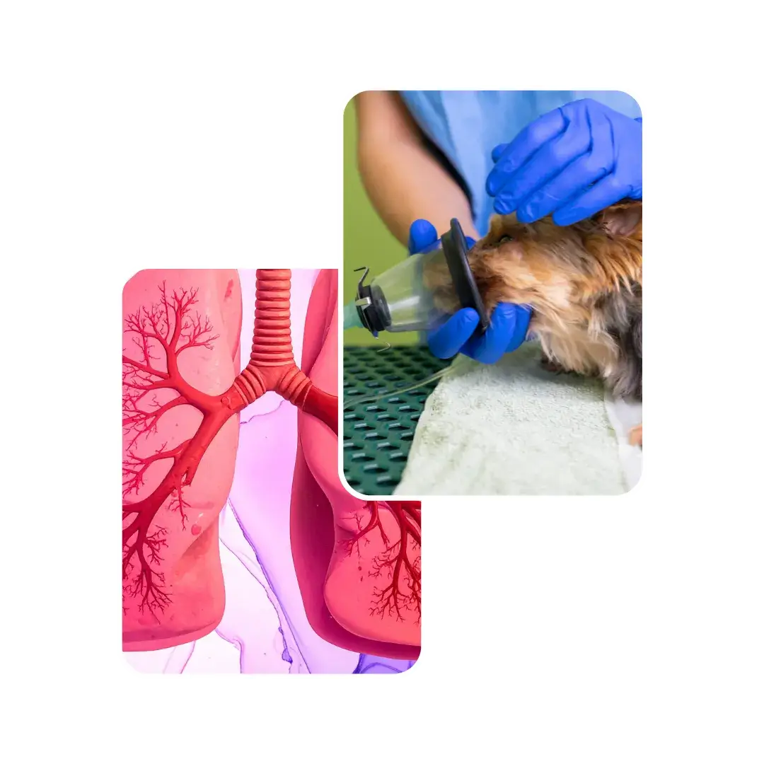 dog respiratory
