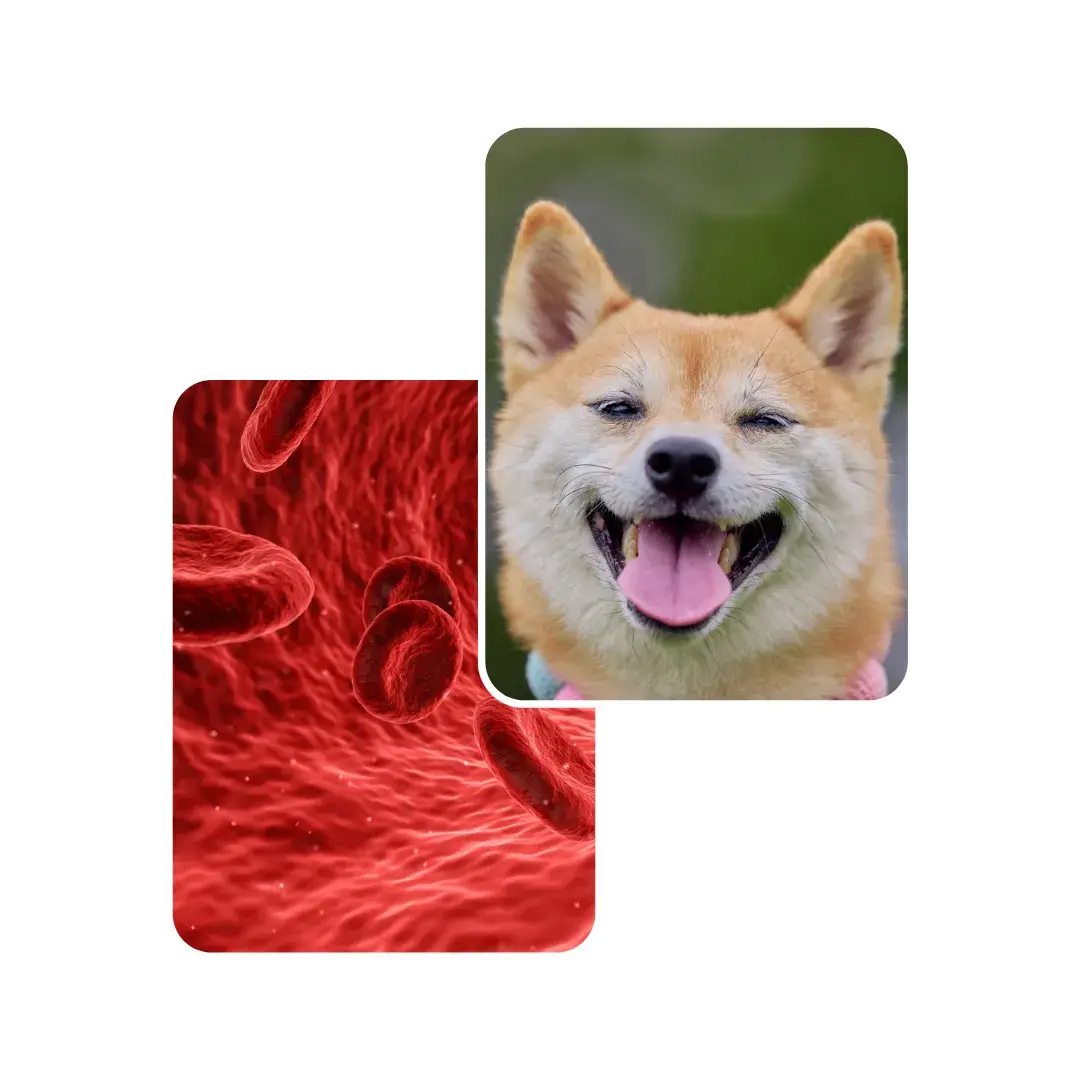 dog stem cell