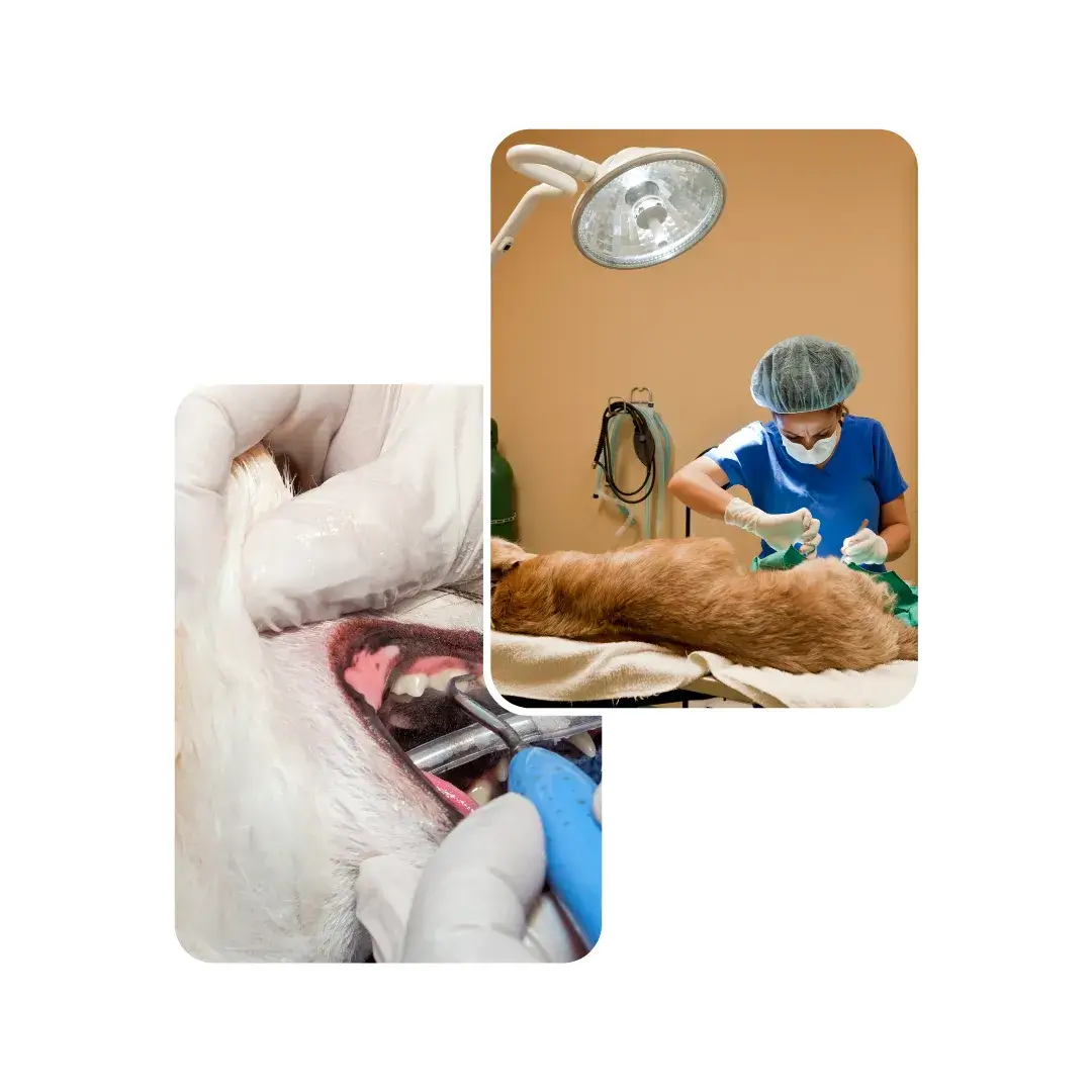 dog surgery