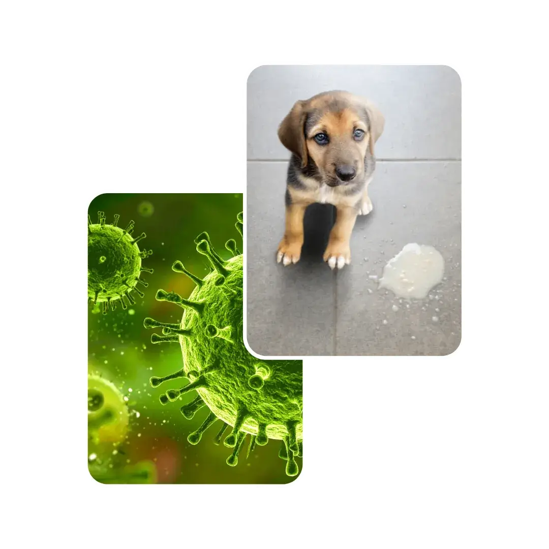 dog virus