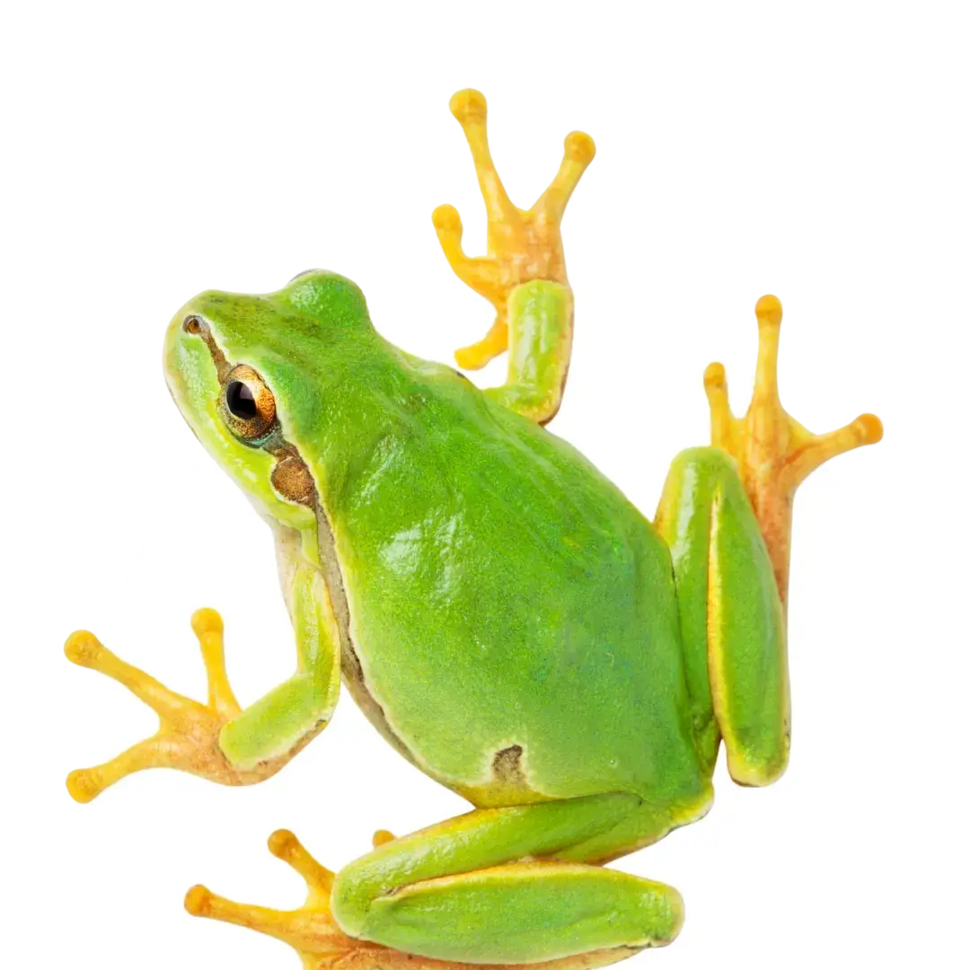 frog respiratory system