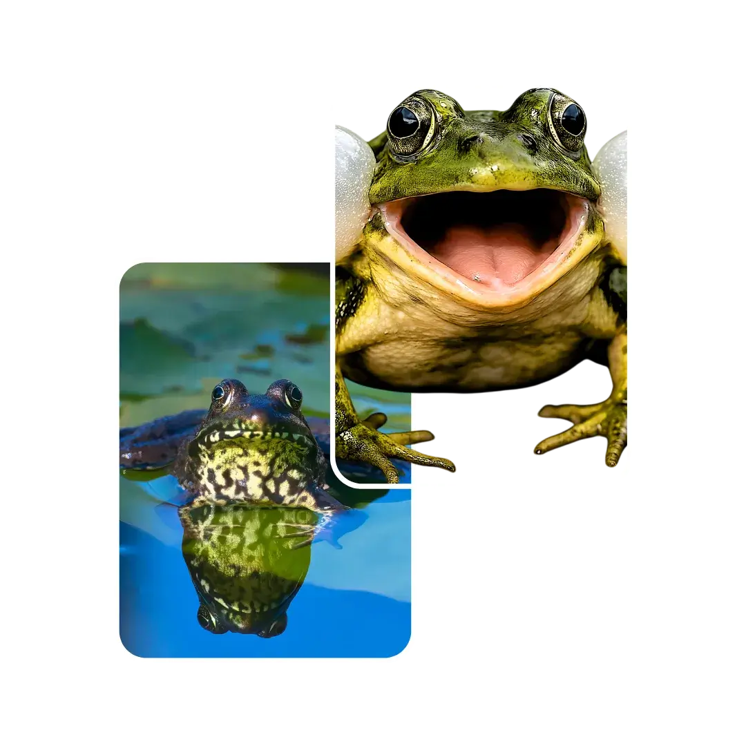 frog respiratory system