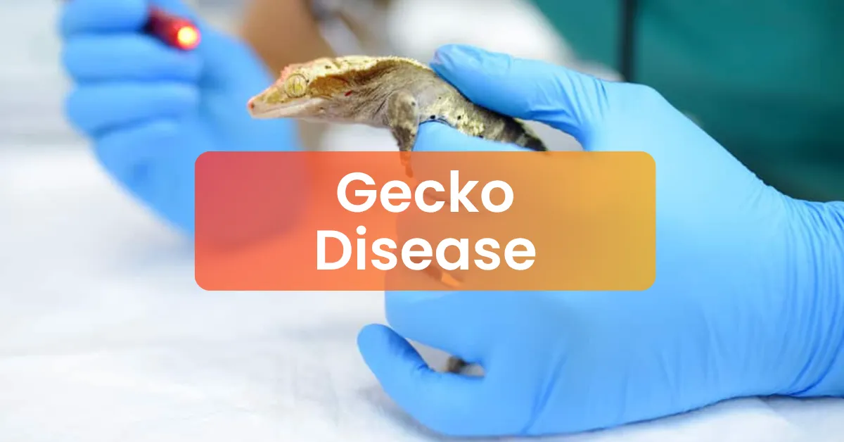 Gecko Diseases | Symptoms, Diagnosis & Treatment Guide