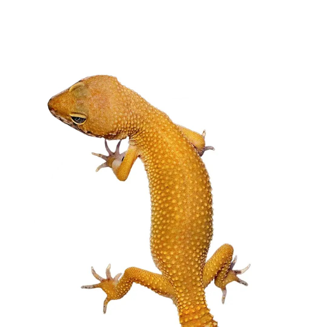 gecko respiratory
