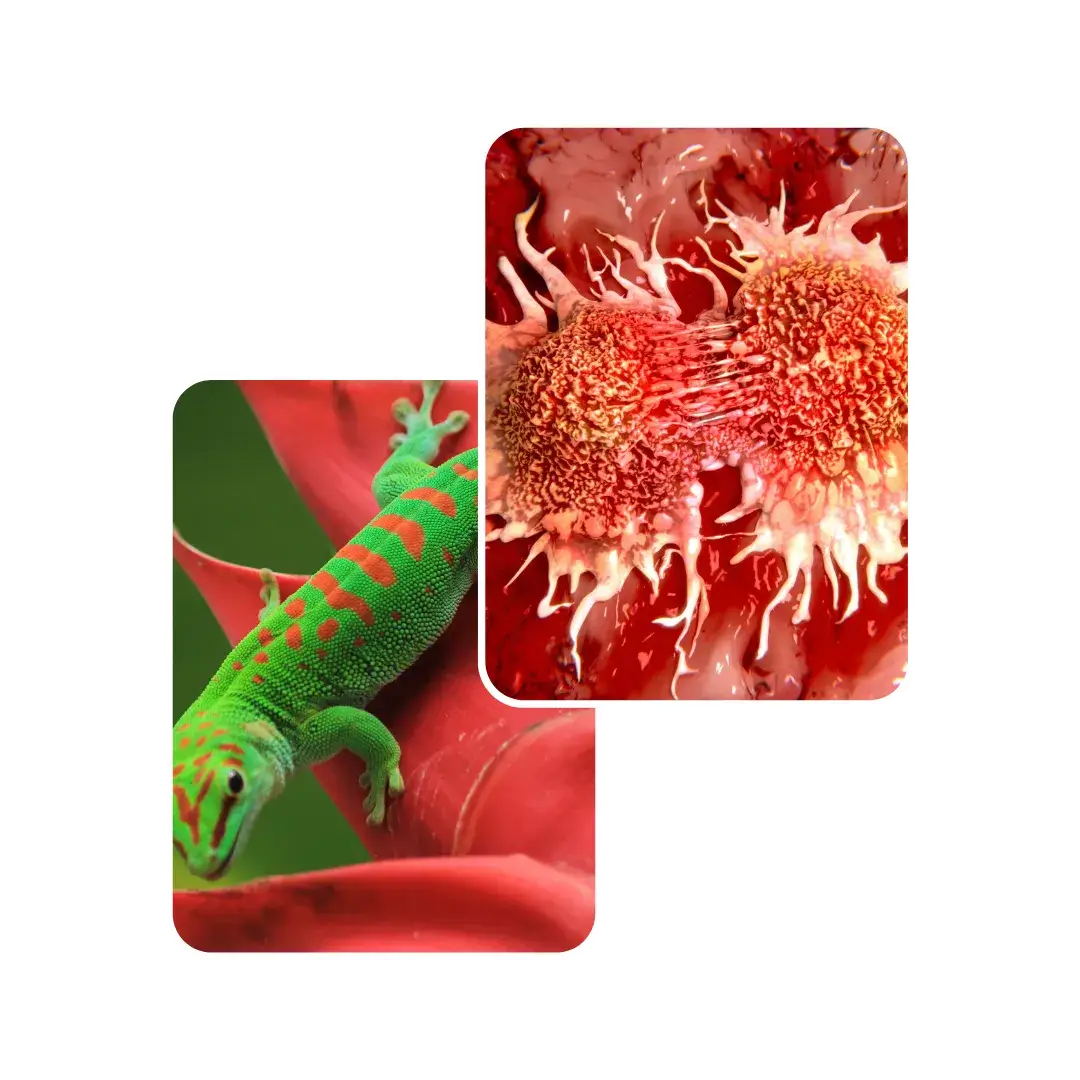 gecko tumor