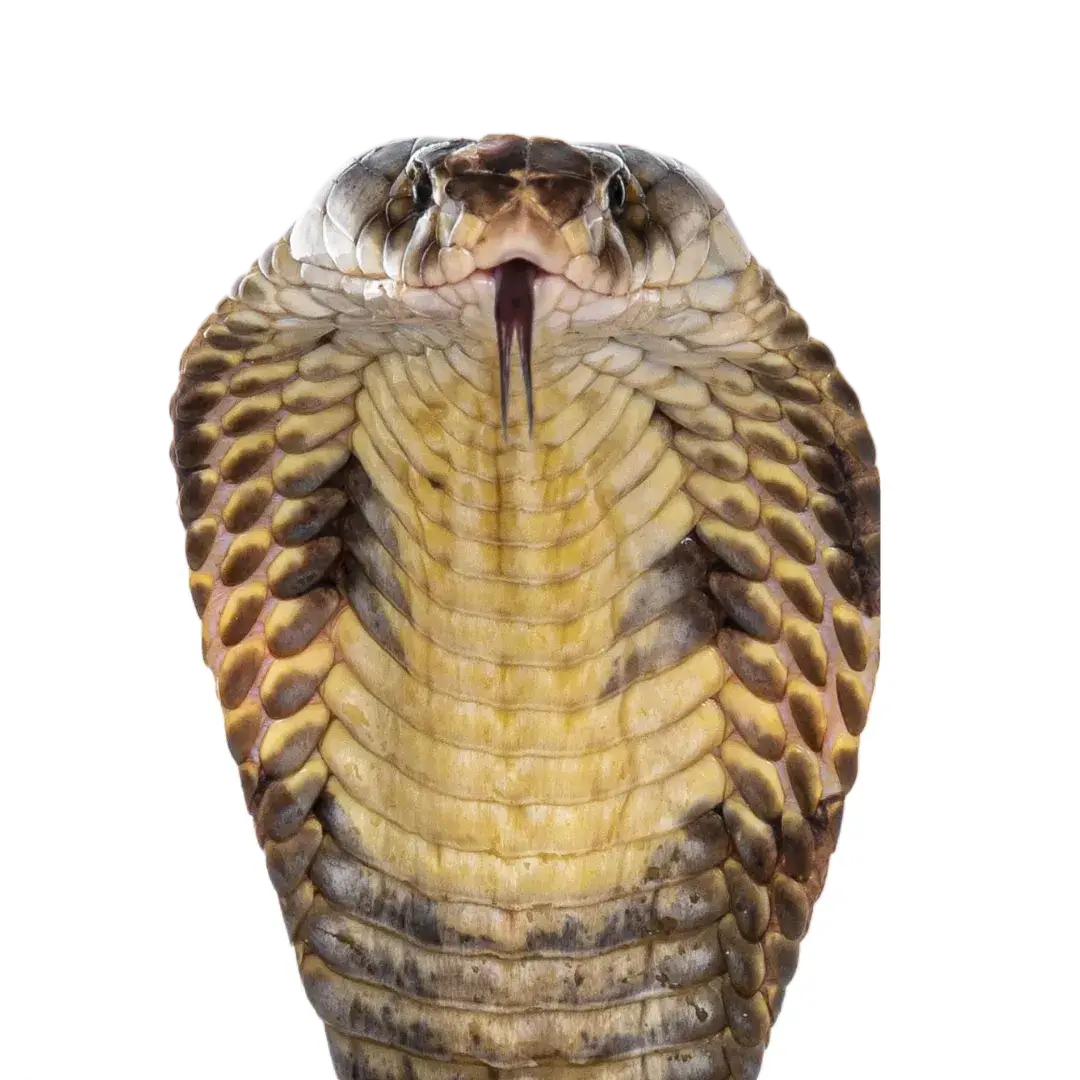 snake conjunctivitis