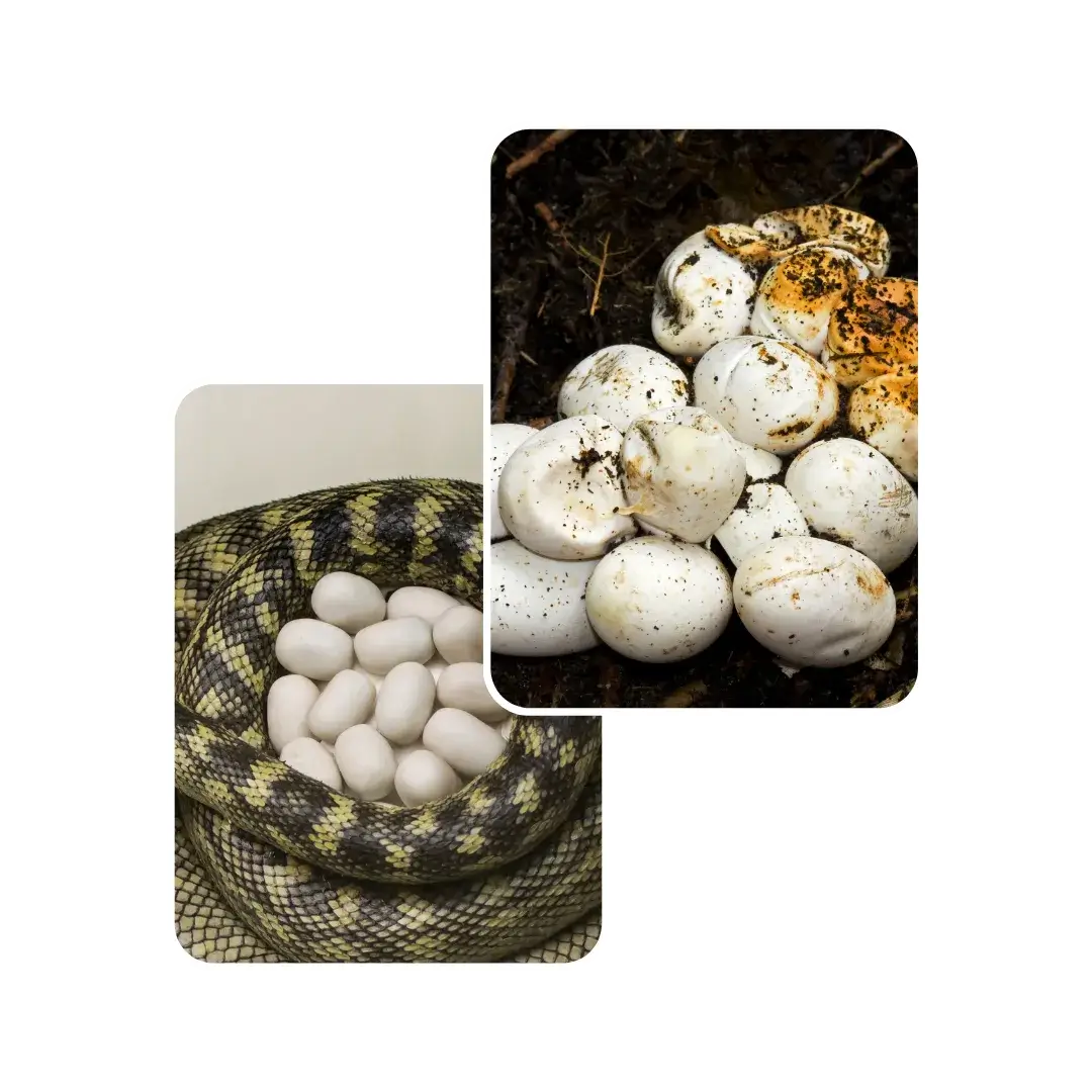 snake egg binding