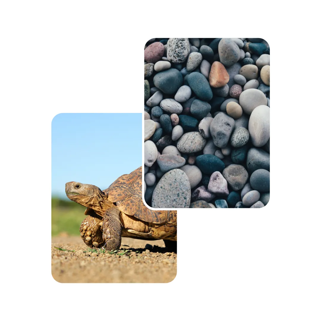 tortoise bladder stone