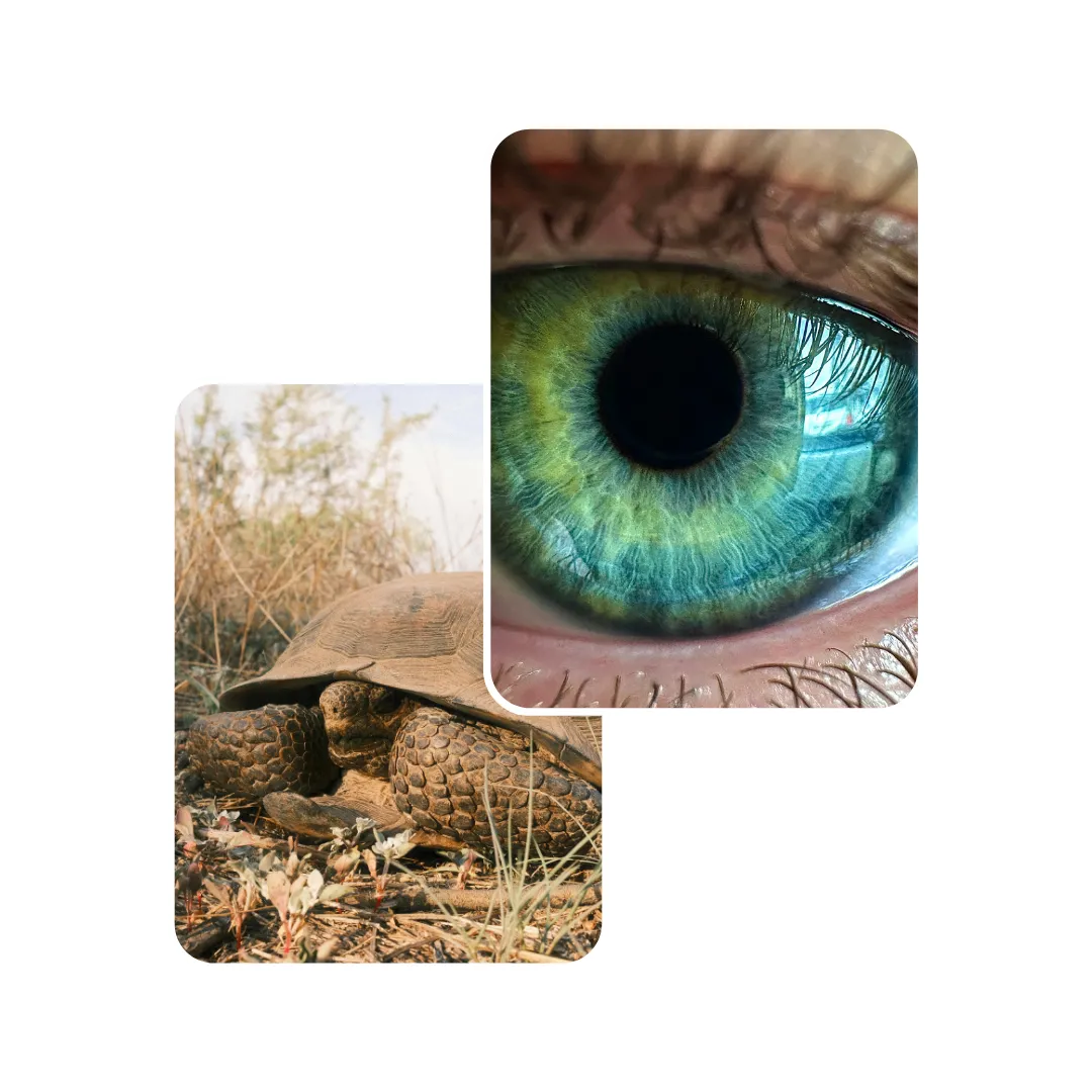 tortoise eye infection