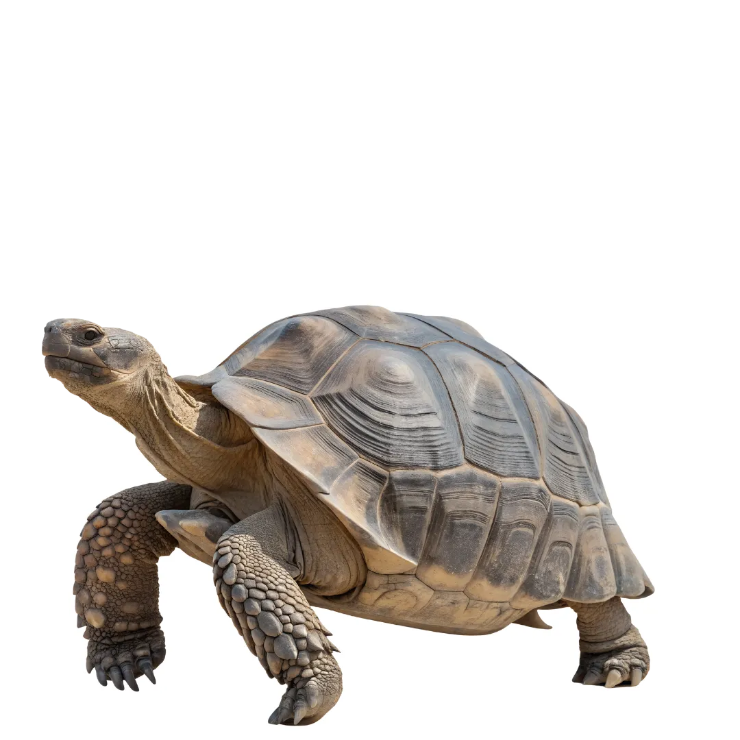 tortoise respiratory