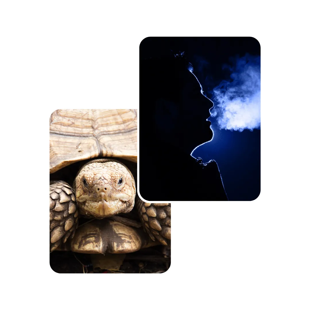 tortoise respiratory