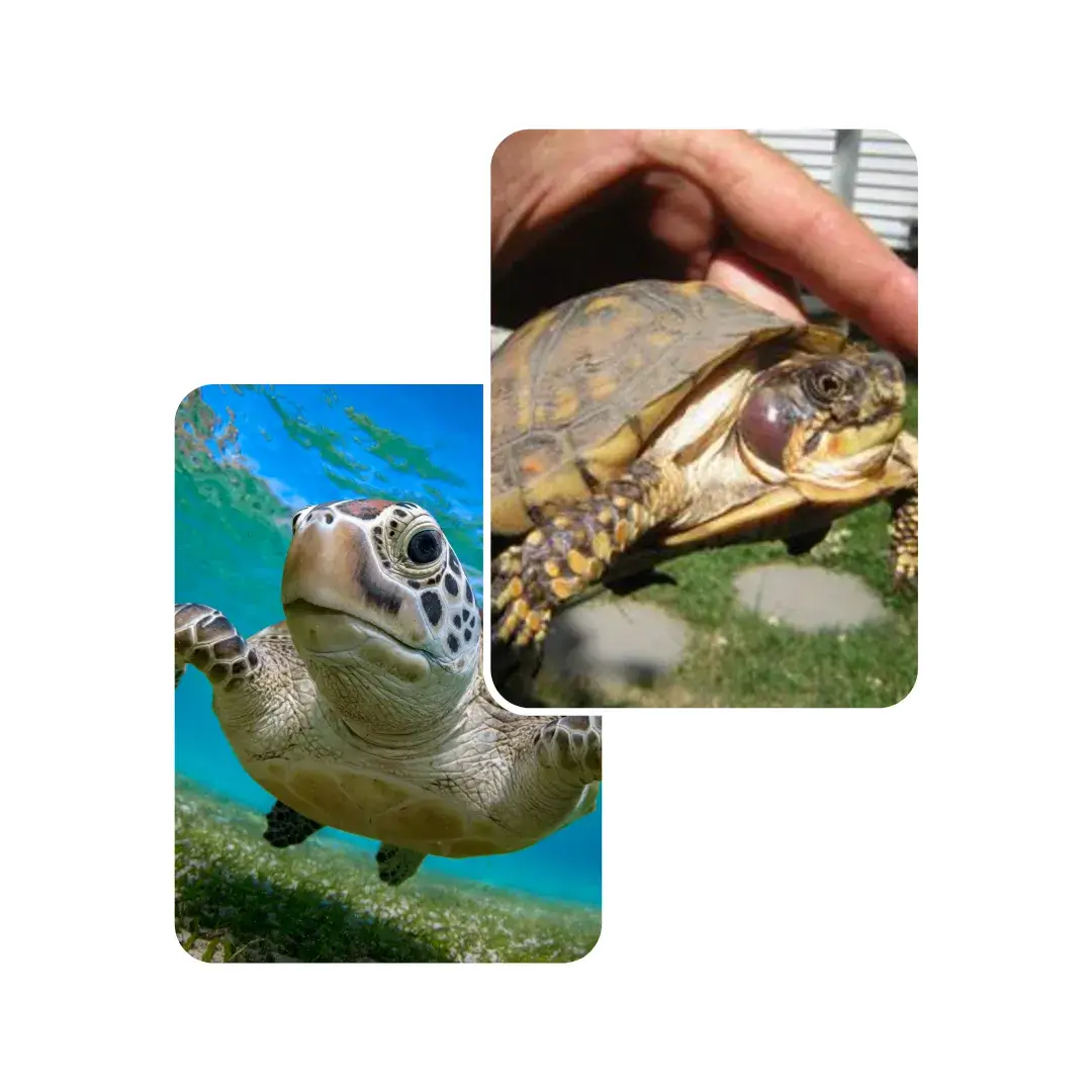turtle abscess