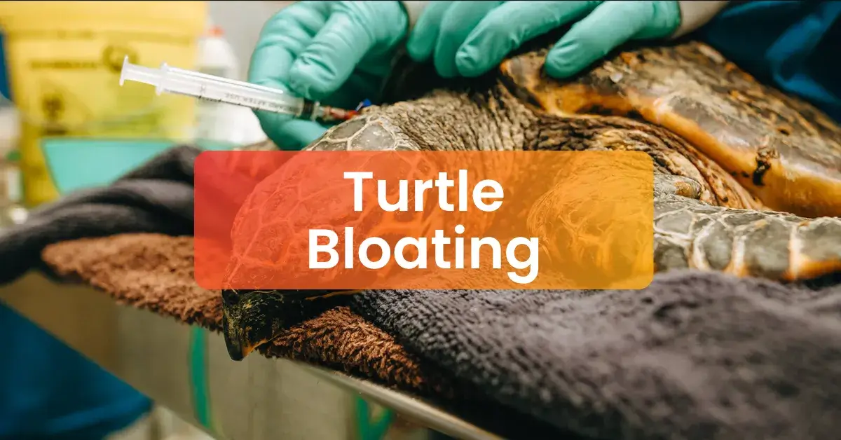 Turtle Bloating | Swelling Causes and Quick Diet Fixes