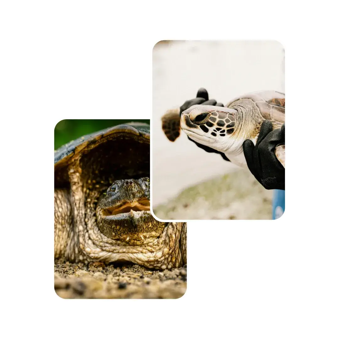 turtle conjunctivitis