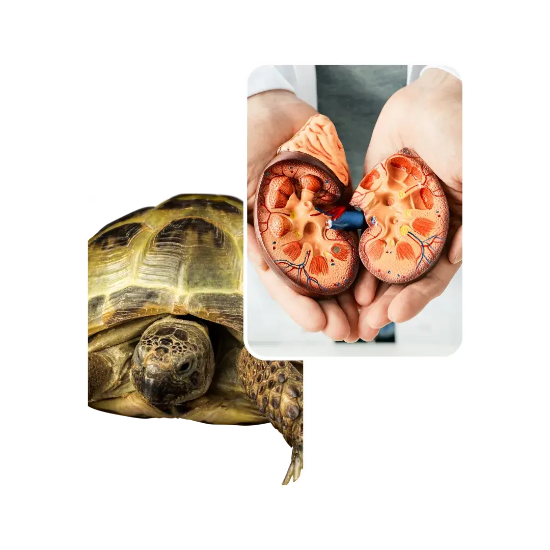 turtle kidney stone