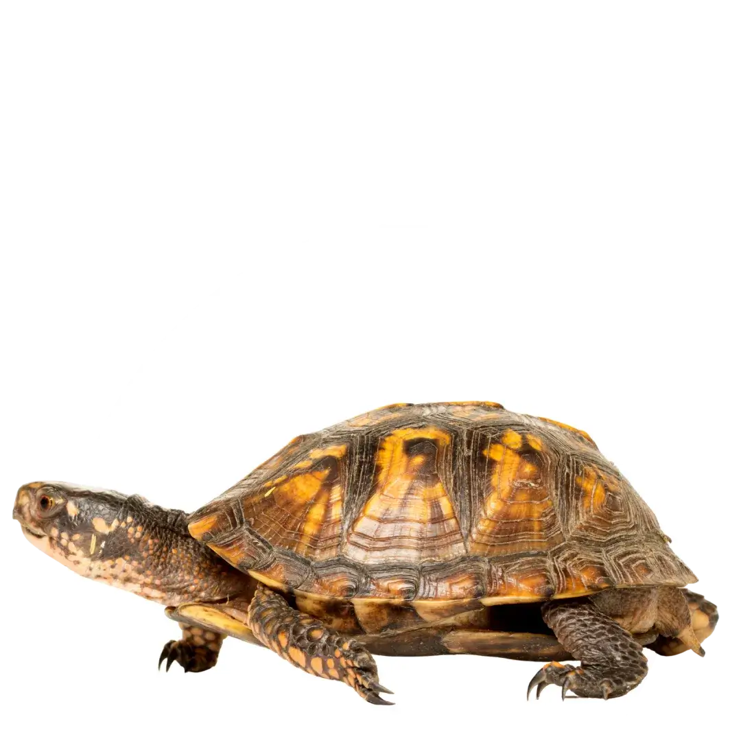 turtle trauma