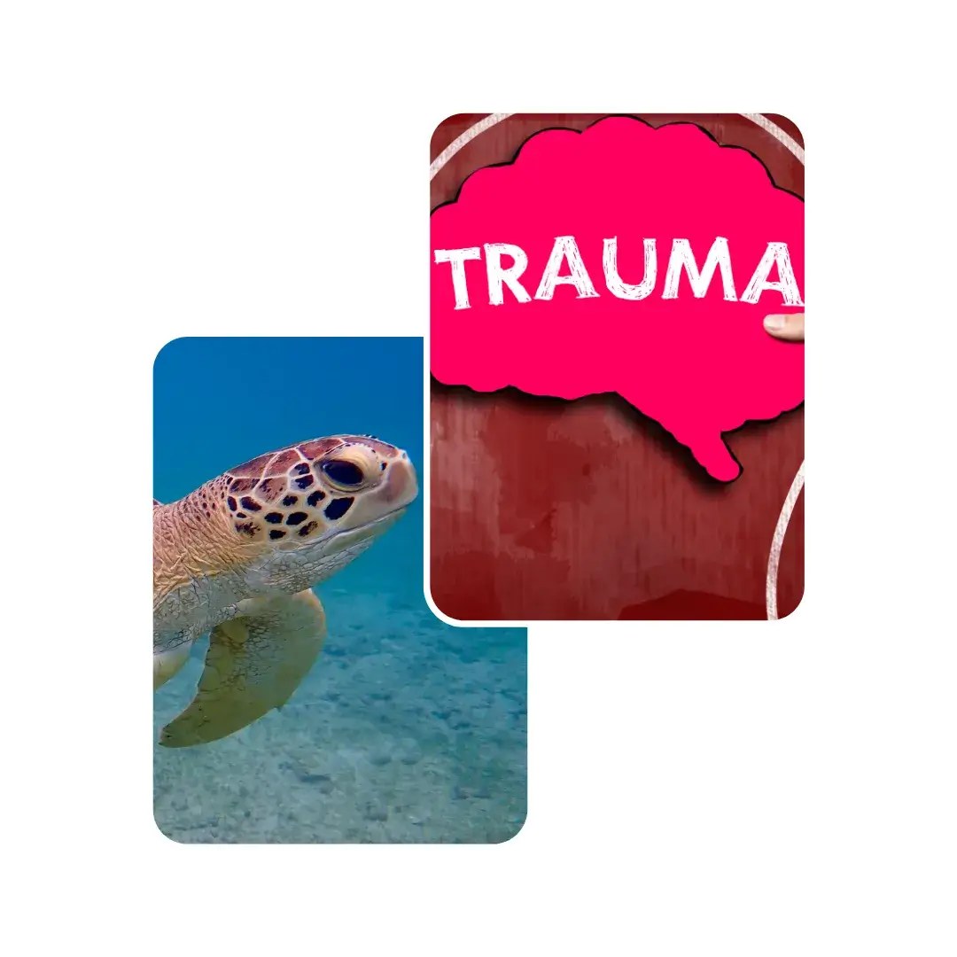 turtle trauma