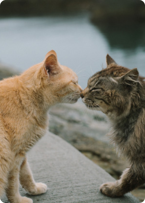 why does my cat keep meowing