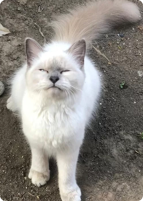 why does my cat keep meowing